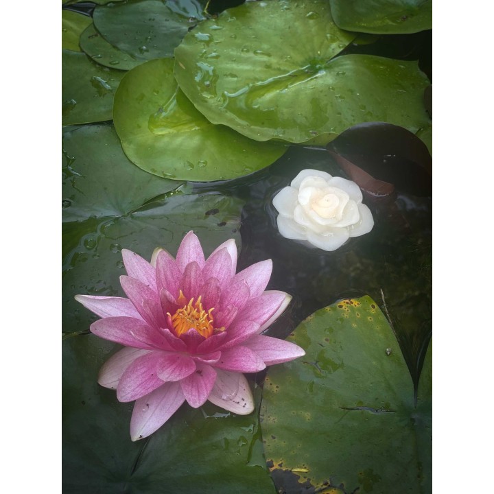 Petite bougie led rose blanche d6.5 cm