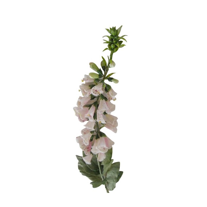 Digitalis rosa chiaro h105 cm