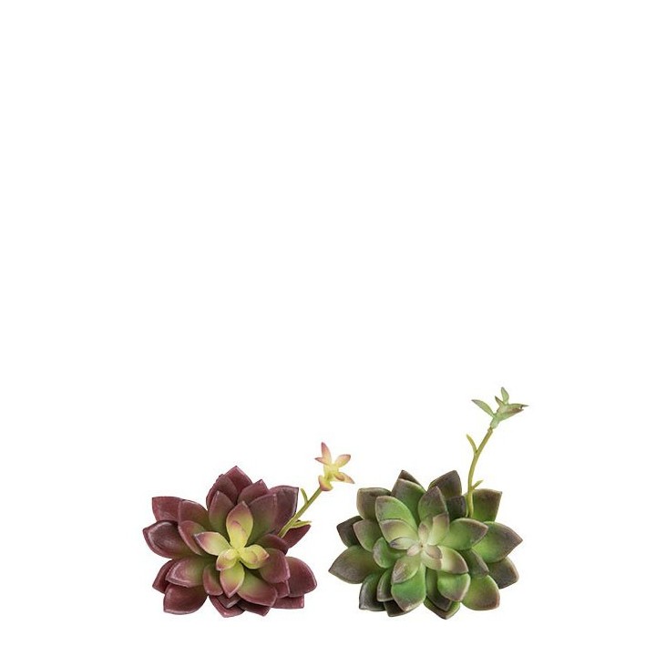 Assortimento 24 piantine grasse su pick h16 cm