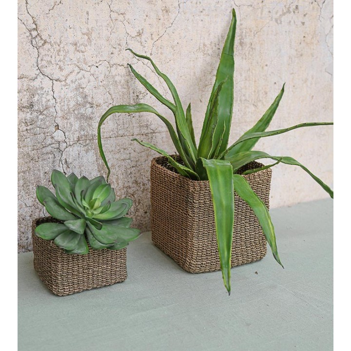 Pianta artificiale grassa su pick echeveria d22 cm