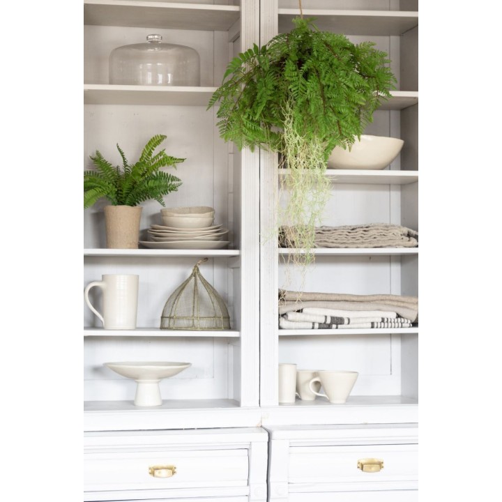 Fougere dans un pot h35 cm