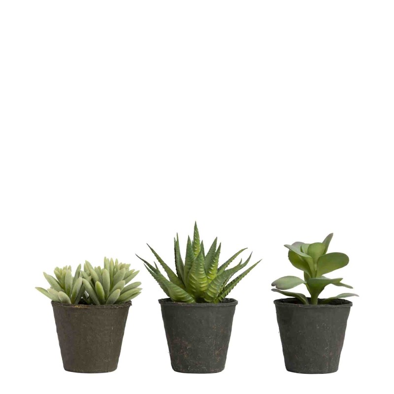 Mix of 12 succulent plants with black vase h12 cm