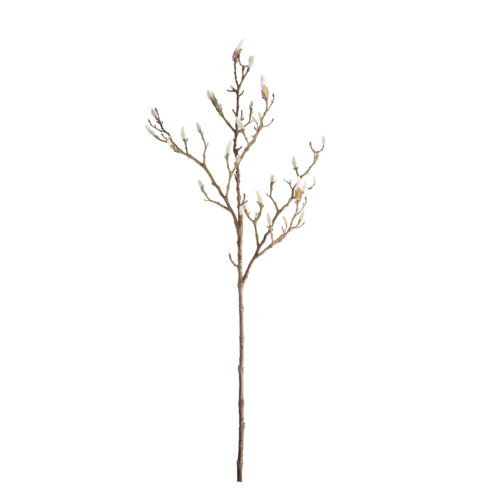 Magnolia branch with closed buds h100 cm