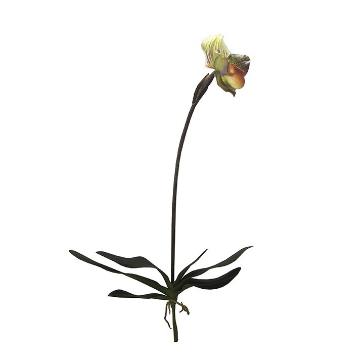 Branche d'orchidee tigree avec racines h55 cm