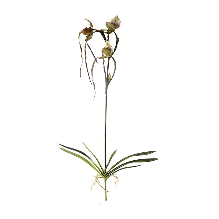 Ramo orchidea tigrata con radici h81 cm