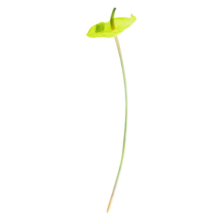 Artificial green anthurium flower h58 cm