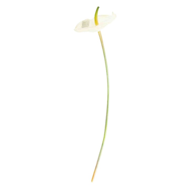 Artificial white anthurium flower h58 cm