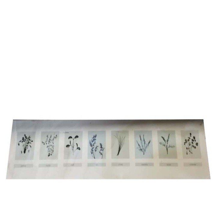 Tableau avec herbarium 14x70 cm