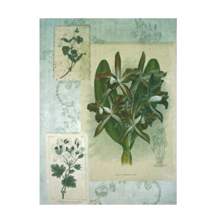 Painting with orchids 55x70 cm