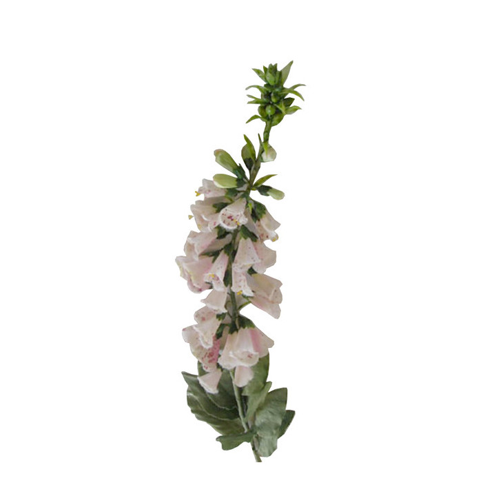 Light rose digitalis h105 cm