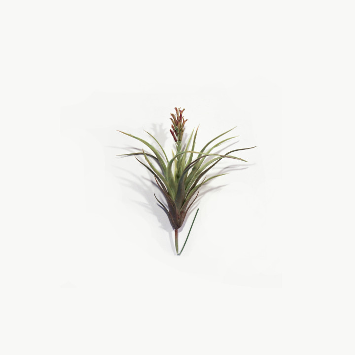 Plante grasse avec epi rose h25 cm