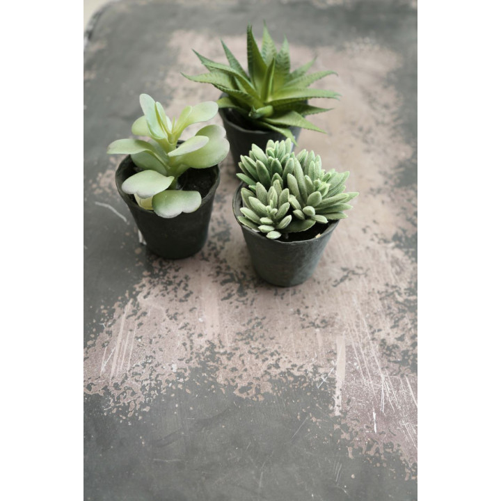 Mix of 12 succulent plants with black vase h12 cm