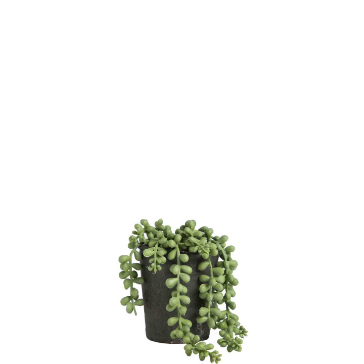 Succulent falling plant with black vase h11cm