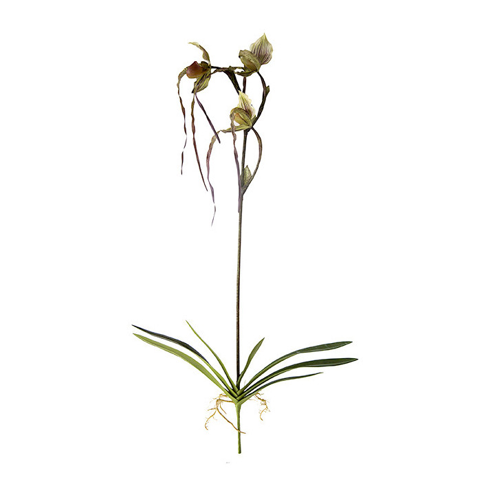 Branche d'orchidee tigree avec racines h81 cm