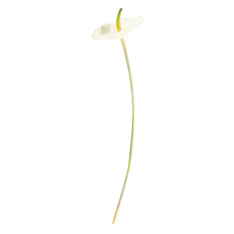 Fleur artificielle blanche anthurium h58 cm