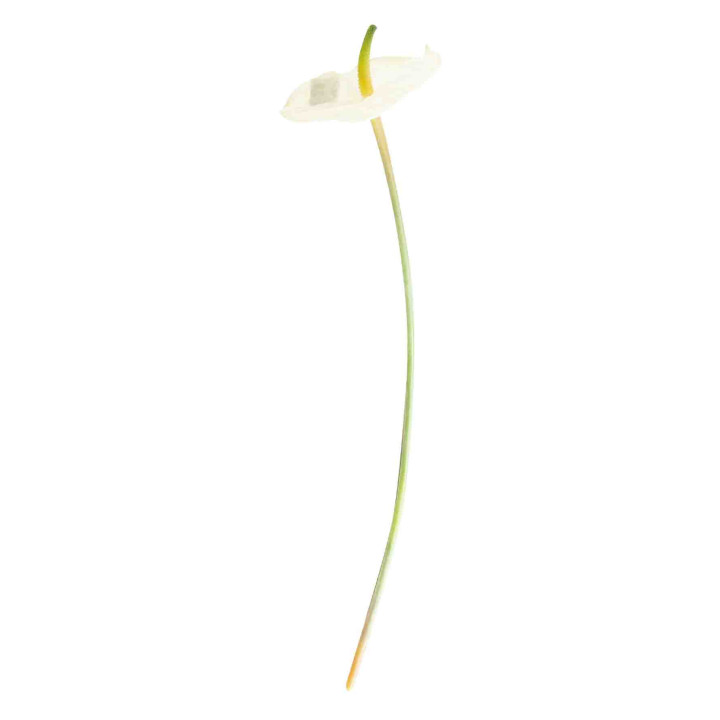 Fiore artificiale anthurium bianco h58 cm