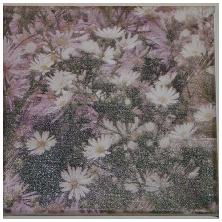 Quadro fiori aster lilla 20 x 20 cm