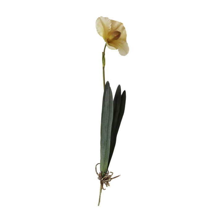 Orchidee creme avec 4 feuilles et racines h76 cm