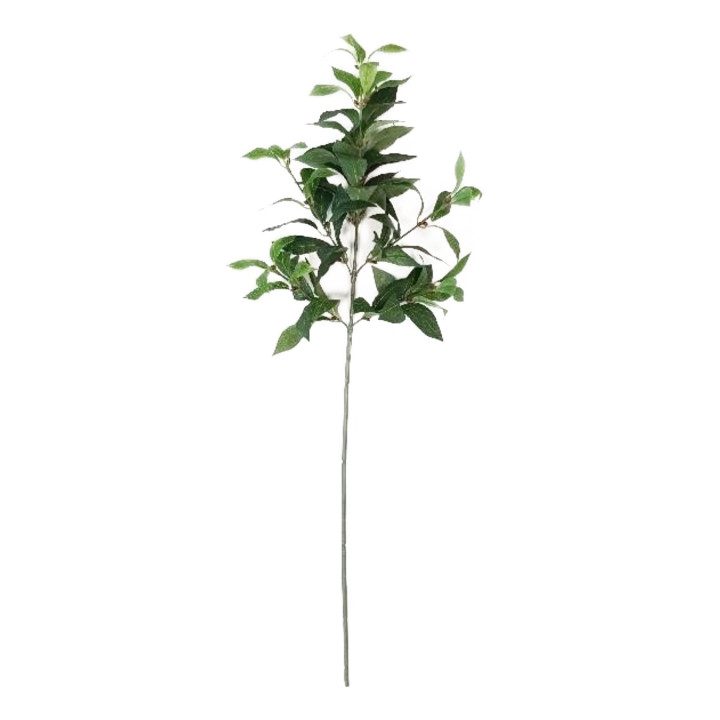 Branche de laurier vert