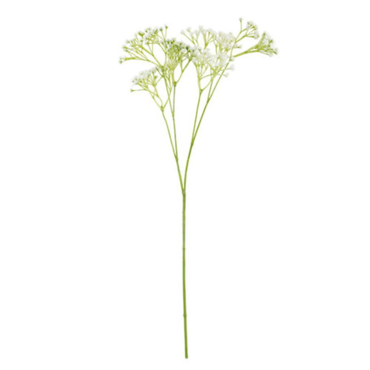 Gysophila h 60 cm