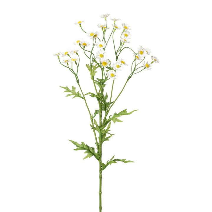 Branche de camomille blanche