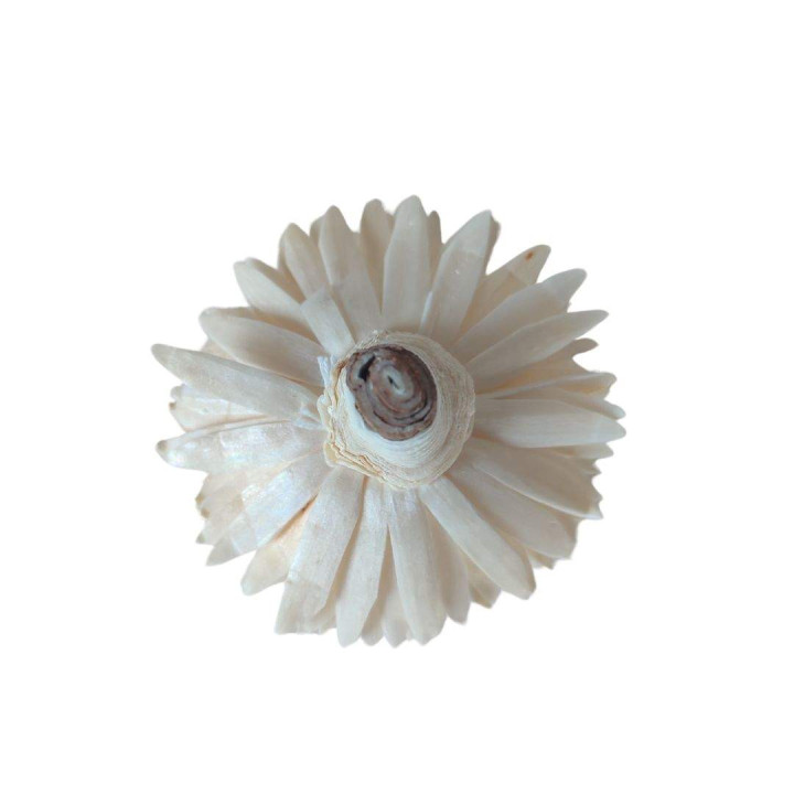 Testa gerbera panna d6 cm