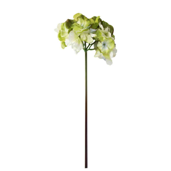 Branch of white and green hydranges