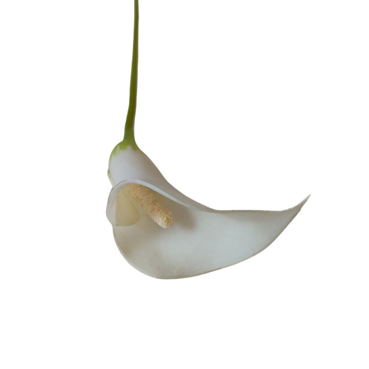 Branche de calla blanc