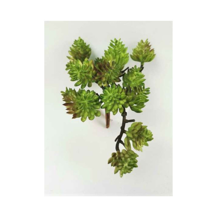 Hanging down sedum succulent h12 cm
